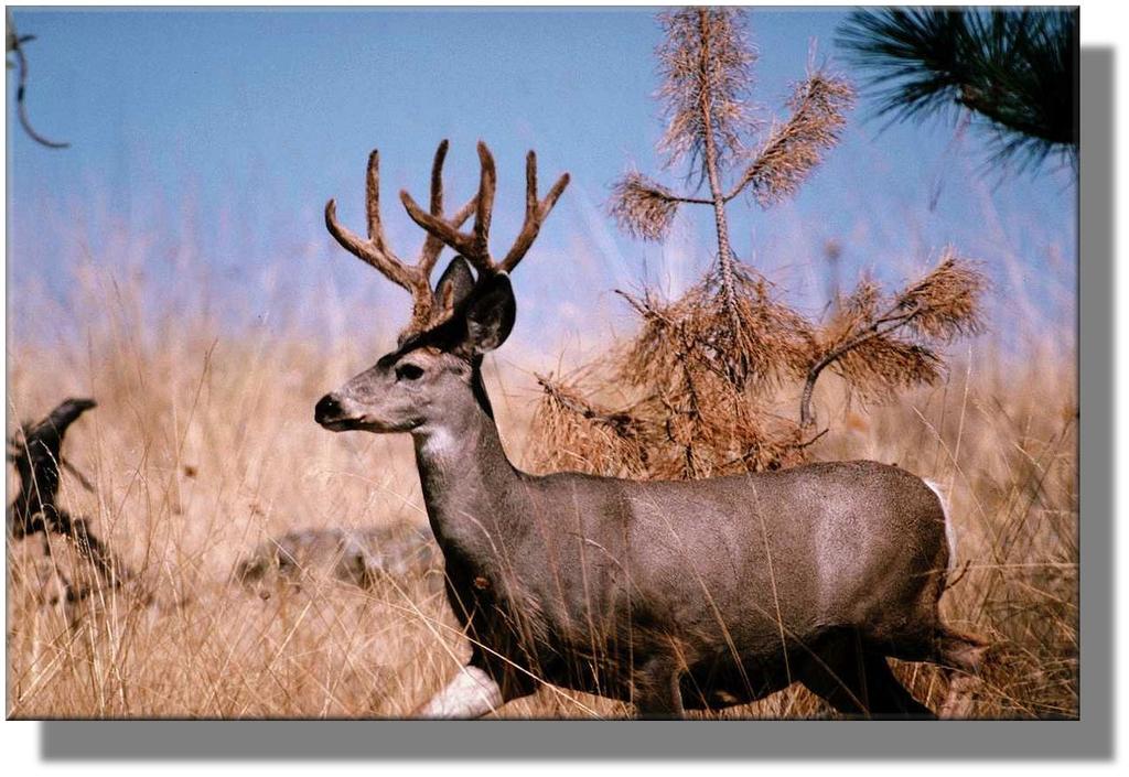 SISKIYOU COUNTY DEER MANAGEMENT PLAN 2008 Presented By: THE