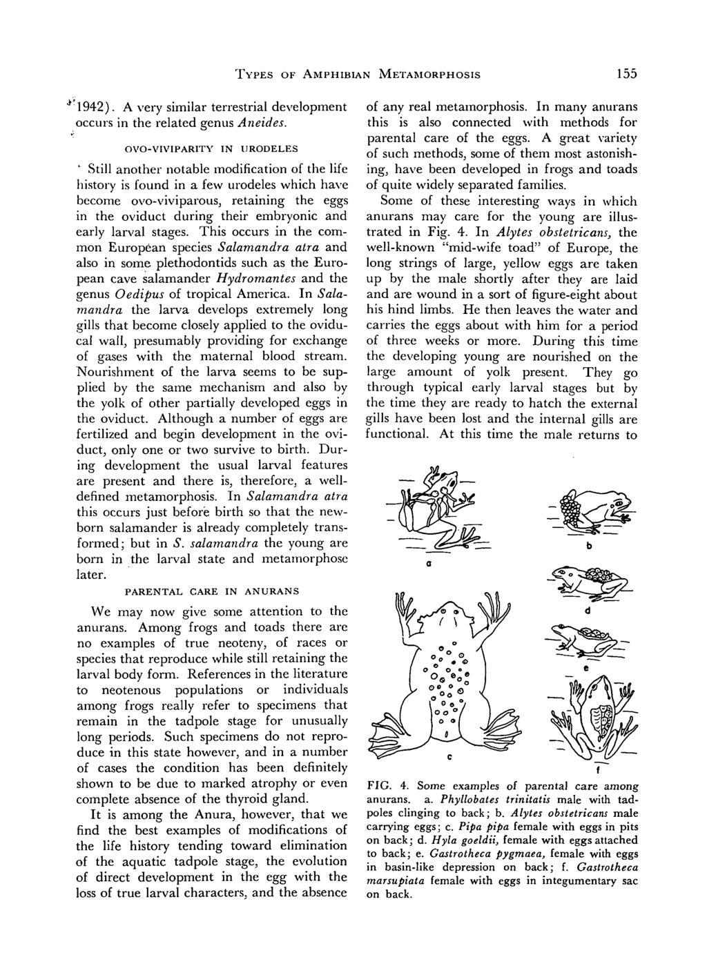 TYPES OF AMPHIBIAN METAMORPHOSIS 155 "* 1942). A very similar terrestrial development occurs in the related genus Aneides.