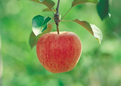 Breakfast, lunch, snack, dinner or dessert - apples add the perfect touch.