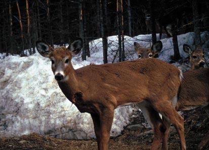 FEEDING DEER IN THE WINTER has become an increasingly popular activity here in New Hampshire and throughout the Northeast.