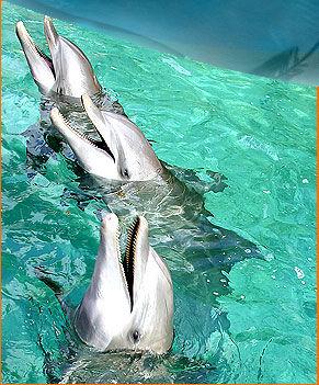 DOLPHIN EXPERIENCE We have reservations for the Dolphin Experience program for Tuesday. You can do a short program with 15 minutes in the water with the dolphins or 30 minutes with the dolphins.