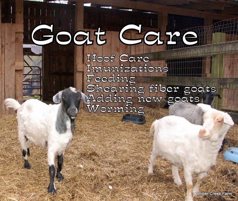 Goat Care and Maintenance Goat Care and Maintenance Goats have to be one of the most entertaining farm animal to own.