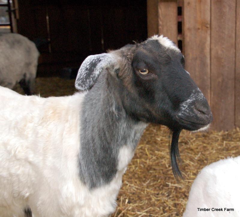 If you do plan to bring home new goats regularly, a quarantine or holding stall, would be a good thing to have.
