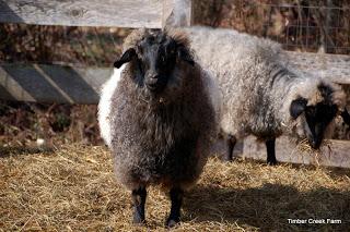 Raising Goats for Fiber Two popular breeds in the fiber arena are Angora and Pygora goats.