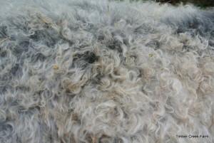 The fiber on fiber goats, needs to be harvested at least once a year, but we prefer to do the shearing twice a year.