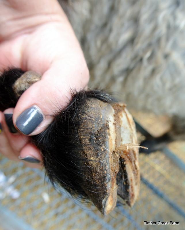 A trimmed hoof should return the hoof to a smoother