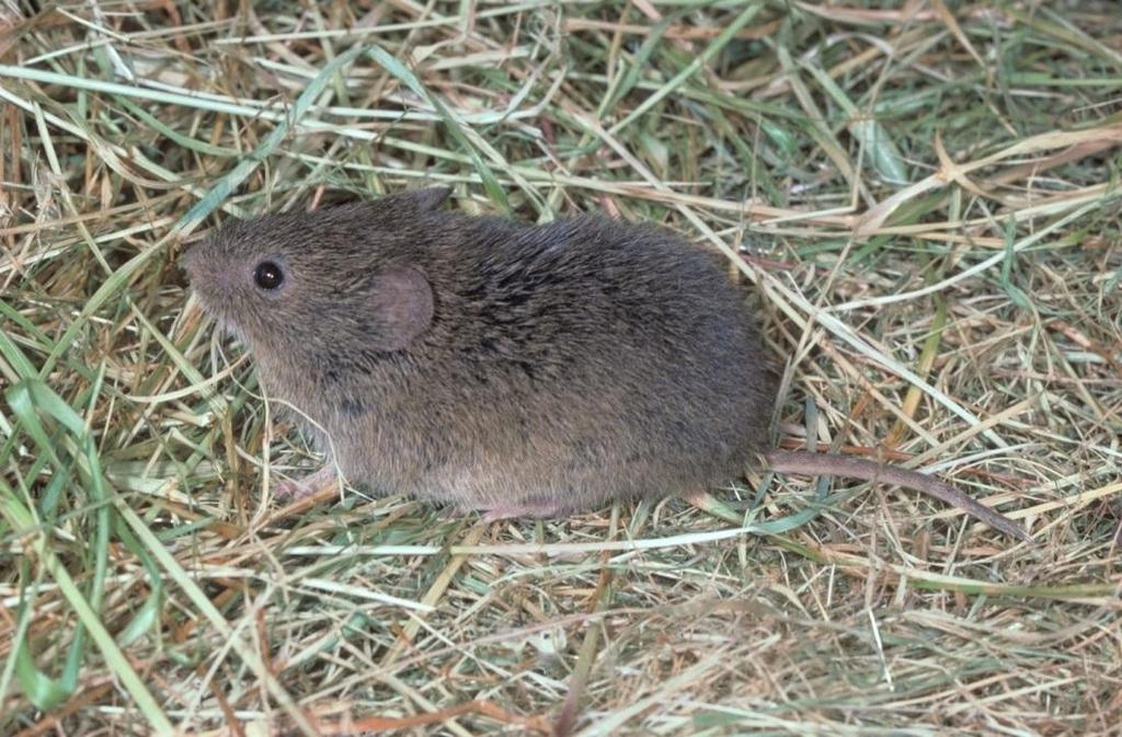 Voles: General Background AKA meadow mice Rodents: They gnaw Vegetarian: seeds, roots,