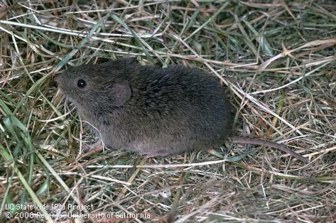 Voles Used with permission from University of