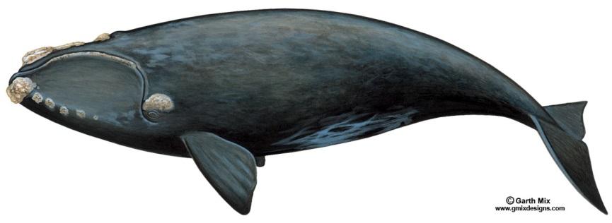 Cetacean Curriculum Cetacean fact sheets Page CFS-11 North Atlantic Right Whale Photo credit: NOAA Common name: North Atlantic right whale Scientific name: Eubalaena glacialis Type of whale: Baleen