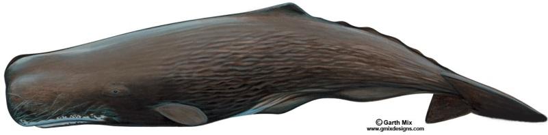 Cetacean Curriculum Cetacean fact sheets Page CFS-15 Sperm Whale Photo credit: Christin Khan, NOAA/NEFSC Common name: Sperm Whale Scientific name: Physeter macrocephalus Type of whale: Toothed