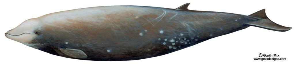 Cetacean Curriculum Cetacean fact sheets Page CFS-21 Cuvier s beaked whale (Pronounced: COO-vee-yays) Common name: Cuvier s beaked whale Scientific name: Ziphius cavirostris Type of whale: Toothed