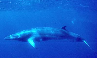 Special Characteristics: Minke whales vary in body size, patterns, coloration and baleen based on geographic location.
