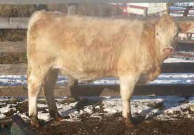 If you like big, strong, trouble free cows, 45Y will develop into that type of female. Due early to the Emille bull. Buffalo Lake Charolais 14. BLC MATTIE 45Y $2750.