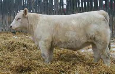VFF VIKSE ENCHANTED 174Z POLLED FEMALE PFC395735 VFF 174Z 26 January 2012 LT WYOMING WIND 4020 PLD SPARROWS ALLIANCE 513G CHARDEL PARADISE 513E HFCC PLD BOND 19L PMC256293 LT UNLIMITED CHAPS 0109