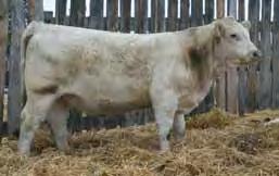 She is again this year, due January 17th to VFF Time Out 172Y, Champion Bull at The Canadian Bull Congress 2012 and our bull sale s high seller selling to Circle Cee Charolais and Roger Beaudin.
