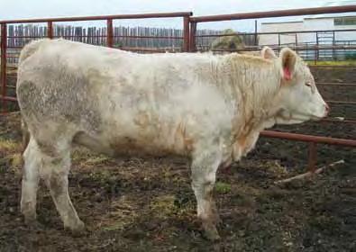 A no miss Zorro female safe to LLW Red Pepper for ease of calving and performance all in one package. Beau Char Charolais $2250.00 24.