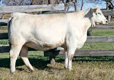 4 Bred to MAIN Redberry 26Y QPMC339284 to calve Feb 6/13.
