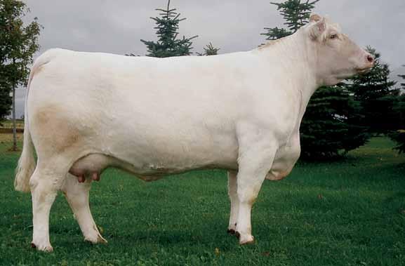 33. SELLING A FLUSH -- ROLLIN ACRES LIZZIE 7S FEMALE FC353617 HDT 7S 3 January 2006 $4750.