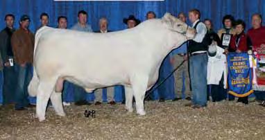 5 36 Lizzie is becoming known as one of the premier donor females in the Charolais breed.