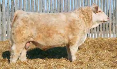 This powerful half French female will make anyone s herd bull look great and is a total outcross to most in the breed.