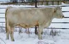 We feel that our cowherd is as solid as you will find, and are excited to offer this pick and look forward to opening our pen. Calving starts January 5. Call for details. Kay-R Charolais 3.