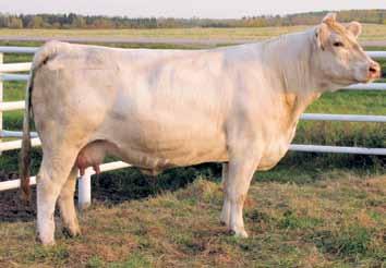 This potential donor cow incorporates our great Bonanza and Sizzler families into a single tremendous package.