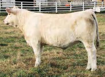 206Z. This young Fire Water daughter has been admired by everyone who has seen her and one prominent breeder told us she could be the best we have ever raised.