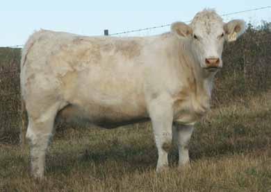 5 46 84 29.3 52 Exposed Apr 6 to July 17/12 to FFBB Hank Pld 1104Y PMC340358. Will be preg checked before sale day. A hard working, moderate framed daughter of Baldridge Fasttrack.