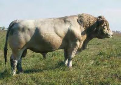 The kind of female that will stay in the herd for years and produce. Buffalo Lake Charolais $4000.00 12.