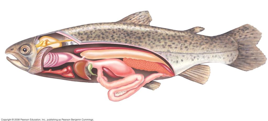 Ray-Finned Fish Brain Spinal cord Swim bladder Dorsal fin Adipose fin (characteristic of trout) Caudal fin Nostril Cut