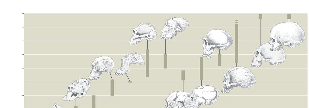 Millions of years ago Hominin Evolution and Brain Size 0 0.