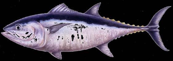 Seafood Watch Seafood Report Atlantic Bluefin Tuna Thunnus thynnus (Atlantic