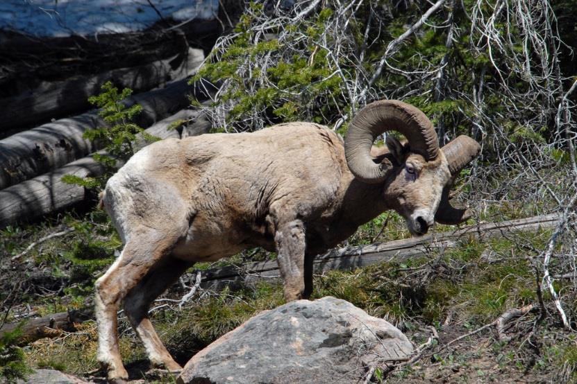 Bighorn Rams Sturdy and powerful, bighorn sheep rams are a symbol of strength and perseverance.