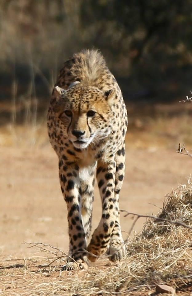 Mabula Cheetahs, they have all adapted nicely on the reserve, utilizing different parts of the reserve Whatever the reasons, let us be thankful that in the world today, we can still view these