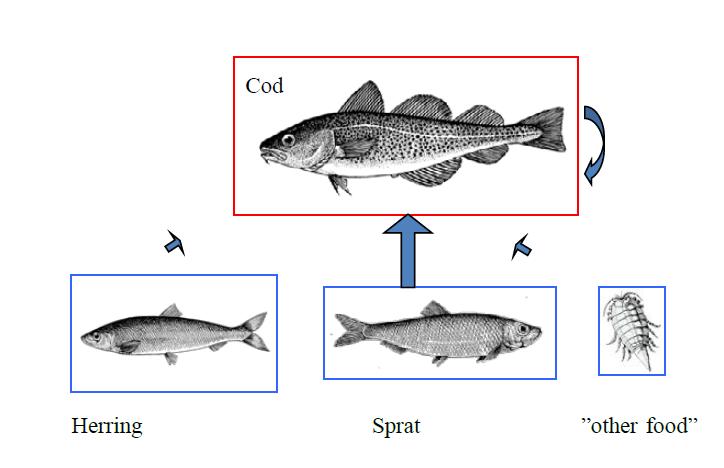 There is no mixed fisheries advice for the Baltic Sea. Species interaction The considerations for the Baltic Sea cover the eastern cod stock, the central herring stock, and the sprat stock.