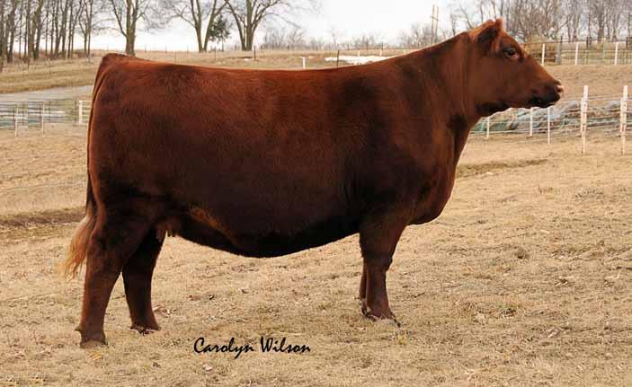 Reserve National Champion Bred & Owned Female, 2014 Fort Worth REG #1509687 7152 has been a standout female since she hit the ground.