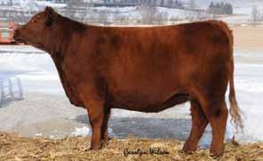 She is the result of two of the greatest pedigrees in the Red Angus breed. REG # 1551343 This female s genetic merit only makes her excel that much more as a future donor.