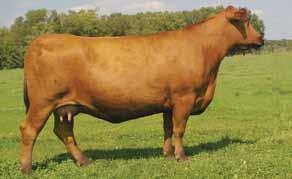 The combination of this pedigree with Code Red has the potential to raise the next breed leading AI sire in the near future. 2768 is just as successful as her stall mate, Marilyn 7152.