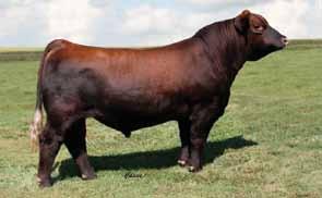 She was high selling female in their fall sale and remains the highest selling female to leave the Pieper program.