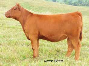 Big time female out of our most proven cow family REG #1427510 1708 Lora Lee 1708 is another terrific female from the heart of one of our best cow families.