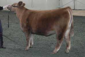 Lora Lee 1708 Reserve Calf Champion, 2011 Iowa State Fair Regional National Show Sired by Red Northline Trueblood 341T, this female has championship genetics on both sides of her pedigree.
