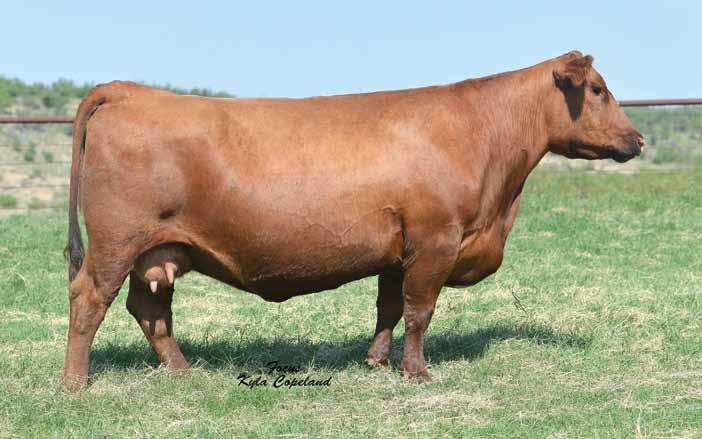 Ms Revelation T7635 Curve bending EPD Profile REG #1185515 T7635 is our selection from 2013 Brown Dispersal sale and will be at the heart of our embryo program.