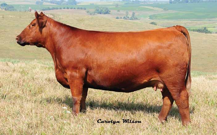 Due to an early death and very limited semen supply, Code Red s daughters are especially rare and valuable. 1750 s dam is also a leading donor in our lineup.