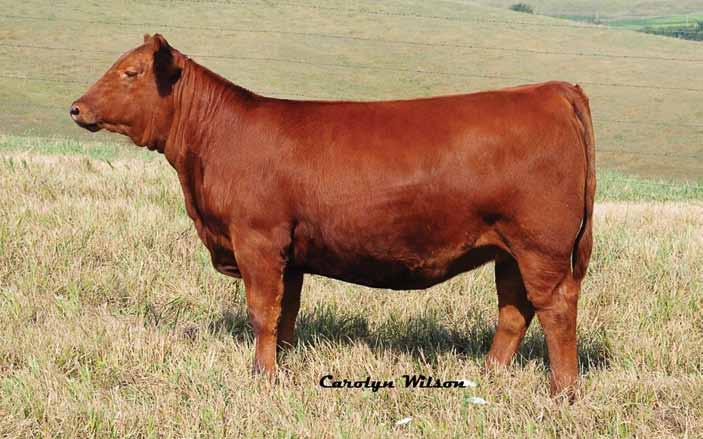 MNS Chloe 3760 National Champion Bred & Owned Female, 2014 Fort Worth REG #1590710 3760 is the granddaughter to the 2009 Reserve Supreme Champion Female at the Iowa State Fair, Daisy 8708.