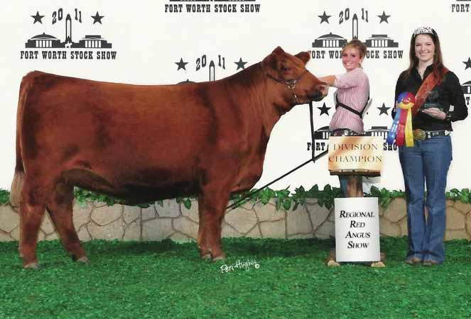 Reserve Supreme Champion Female, 2010 Fort Worth Open Show REG #1301352 Willow 9110W 9110W 's dam, Meado-West Bailey 019K was one of the top producing show females of the Red Angus breed.