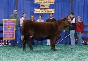 National Champion Female, 2008 Junior Show REG #1112469 Duettes Summertime 672S (Fergie) 672S Fergie is one of the most atypical females we have seen in the Red Angus breed.