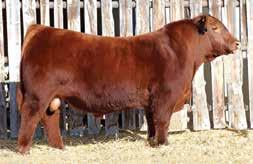 Stout, bold, muscular and dark red are the first things you ll notice about these two flushmates. Their dam was a $13,000 highlight in the A-1 Land & Cattle Dispersal.