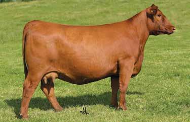 Damar Dexan 1378 C019 is one of the most superior breeding females in the industry. Balanced trait selection are abundantly available through this genetic package.