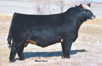 single Angus bull in the offering. The son of S A V Harvester from the daughter of SAV Pioneer is big in stature and big in his genetic composition.