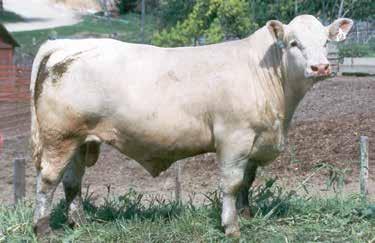 50 0.023 0.25 204.9 OFFERED BY: BRADLEY CATTLE D36 is a beef bull through and through. The muscle and performance is all there in this powerful Charolais bull.